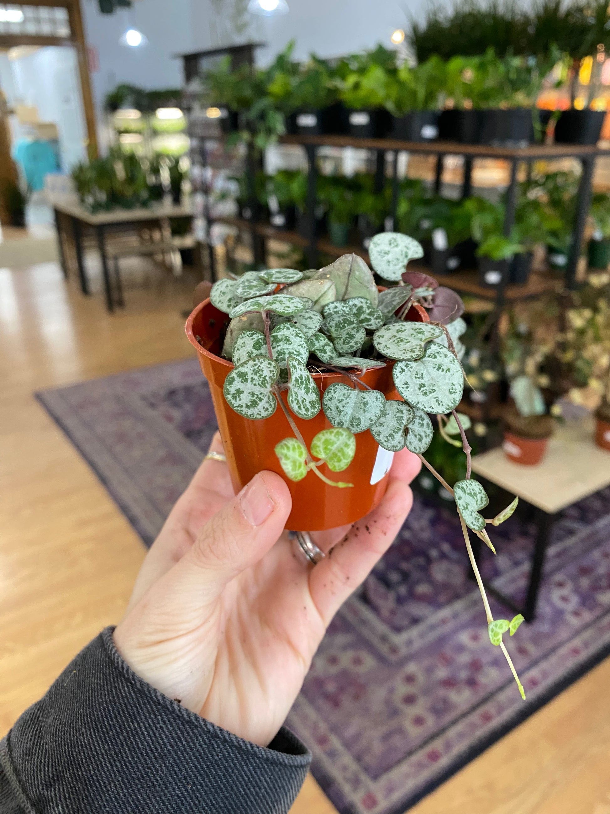 string of hearts plant Ceropegia 'String of Hearts'
