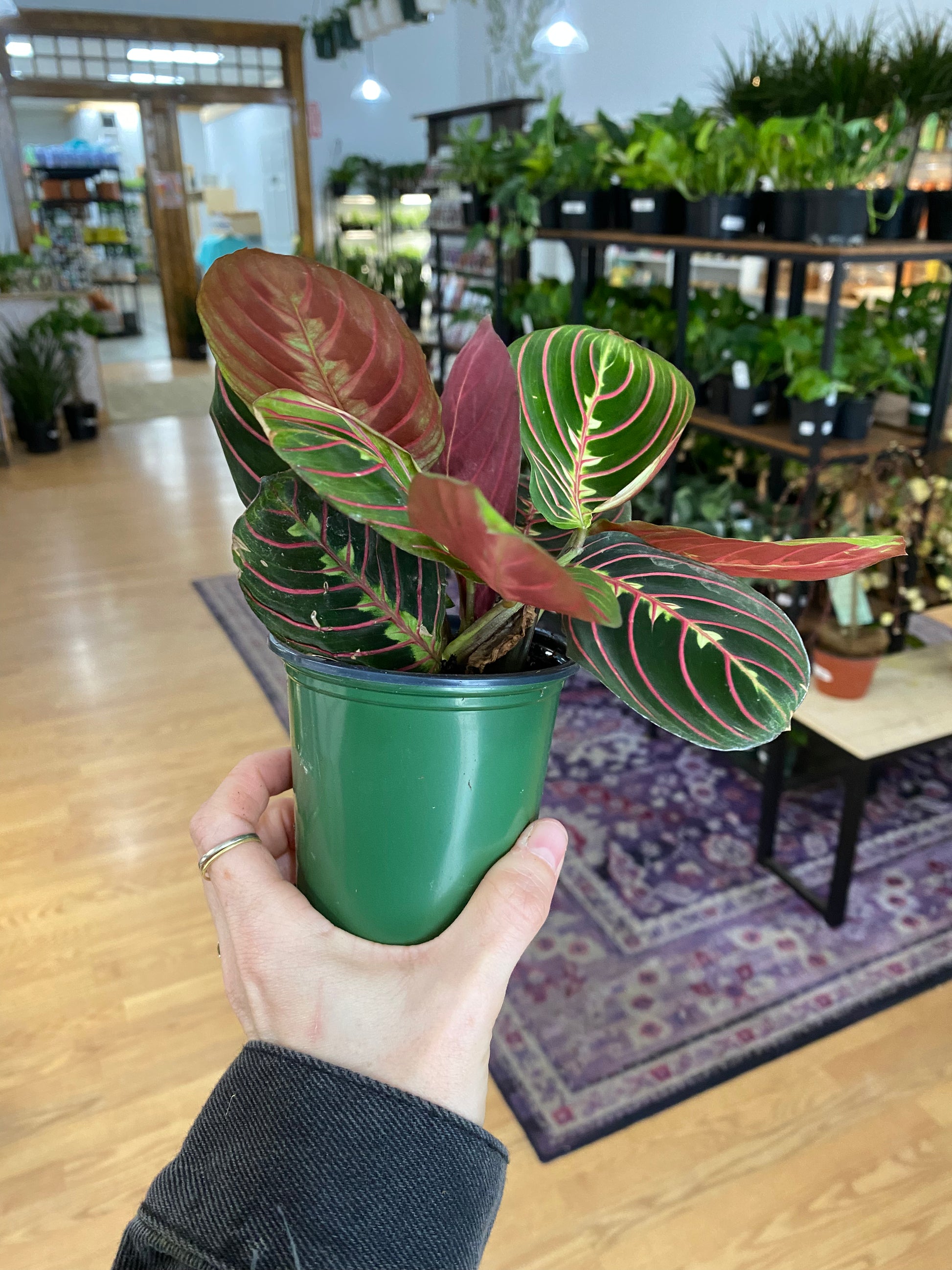 prayer plant brown spots Maranta Red "Prayer Plant" – Snakeroot Botanicals
