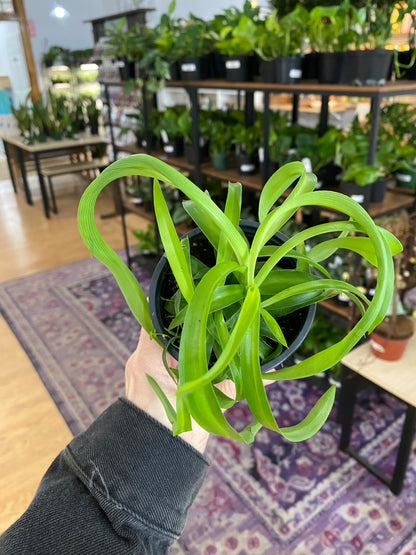 Chlorophytum comosum ‘Green Bonnie Spider Plant’