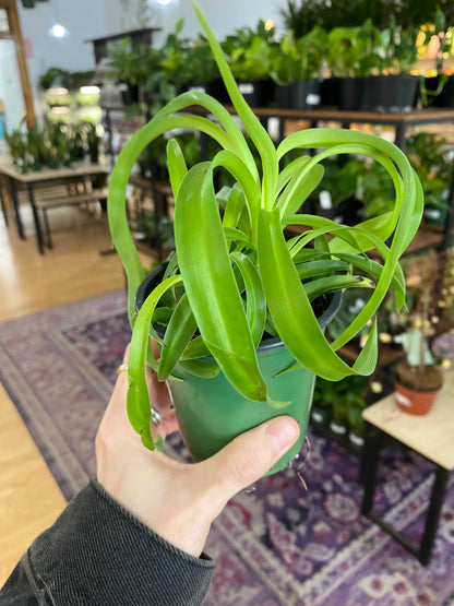 Chlorophytum comosum ‘Green Bonnie Spider Plant’