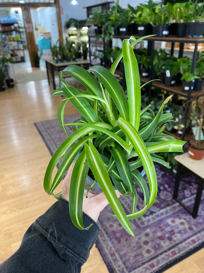 Chlorophytum Comosum 'Spider Plant'