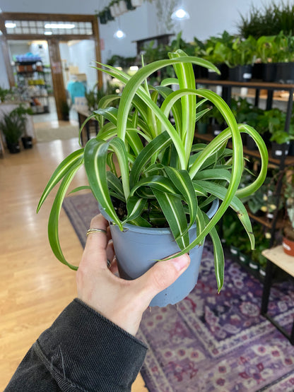 Chlorophytum Comosum 'Spider Plant'