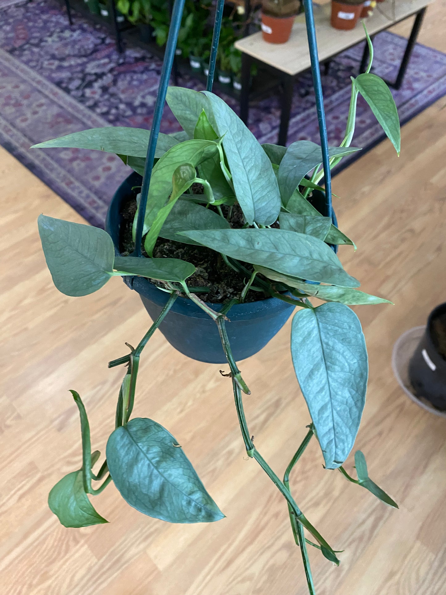 Epipremnum pinnatum 'Cebu Blue Pothos'