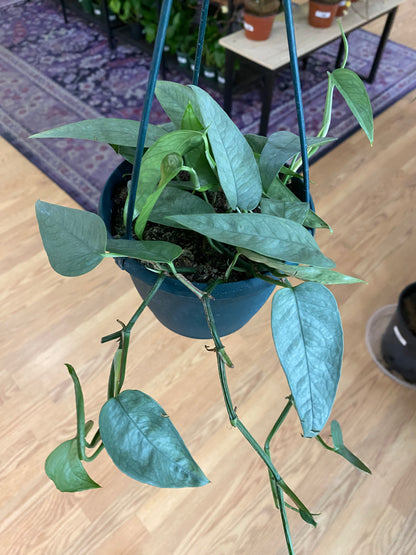 Epipremnum pinnatum 'Cebu Blue Pothos'