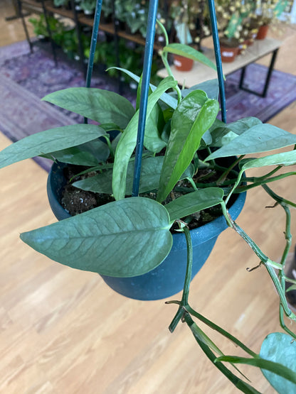 Epipremnum pinnatum 'Cebu Blue Pothos'