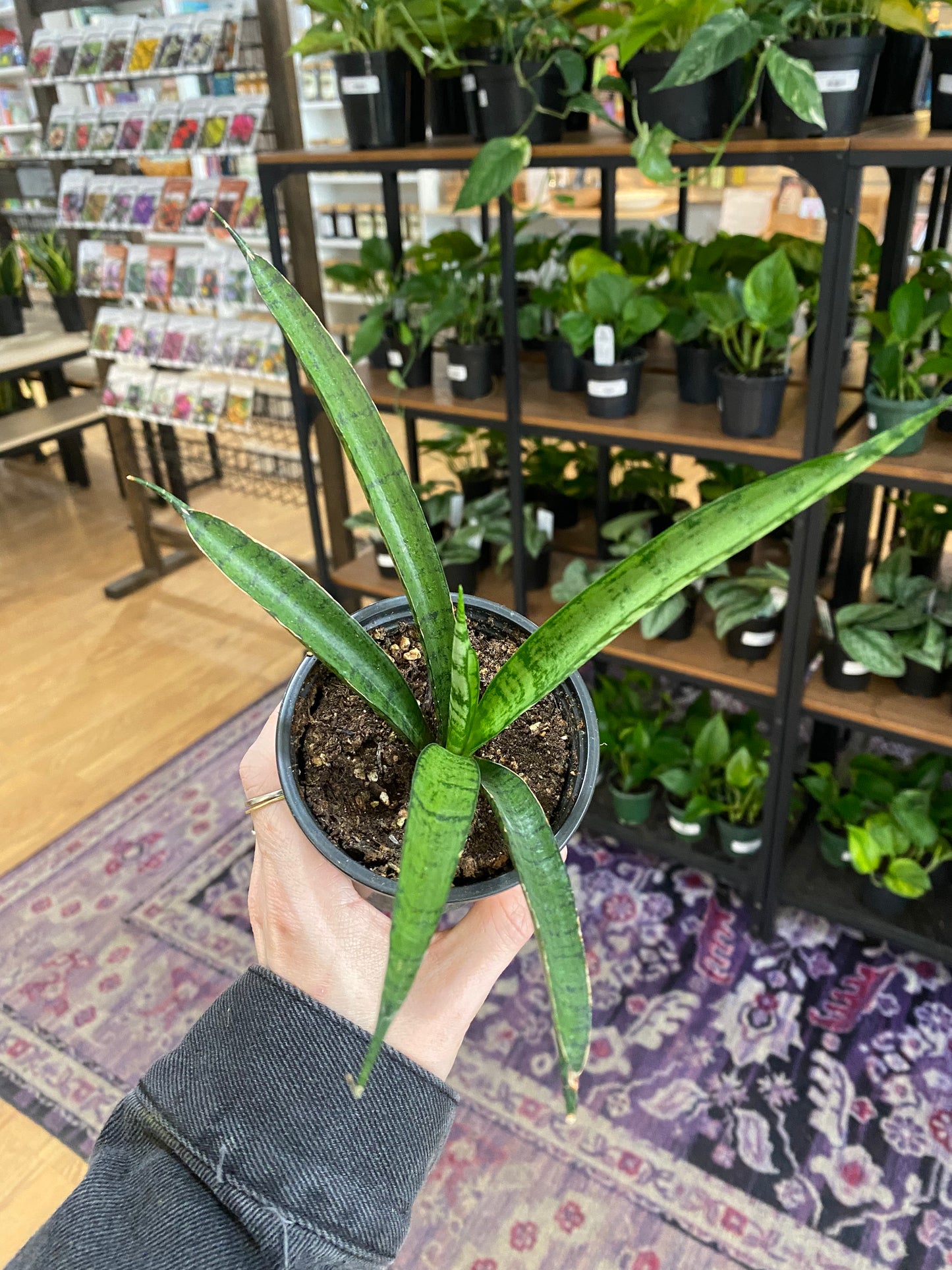 Sansevieria trifasciata 'Pineapple' - 3.5" Pot