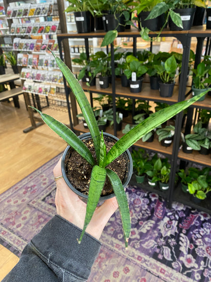 Sansevieria trifasciata 'Pineapple' - 3.5" Pot