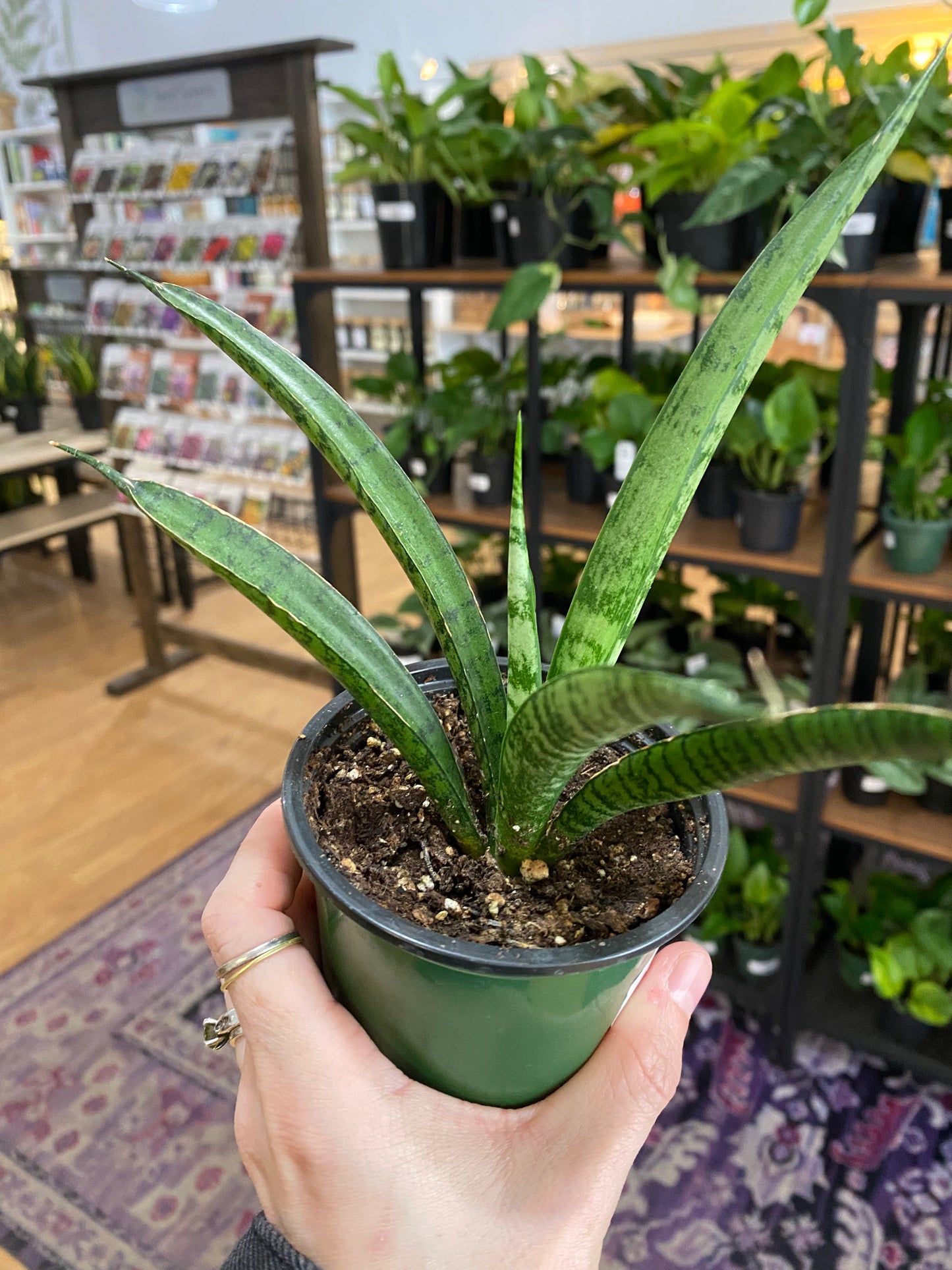 Sansevieria trifasciata 'Pineapple' - 3.5" Pot