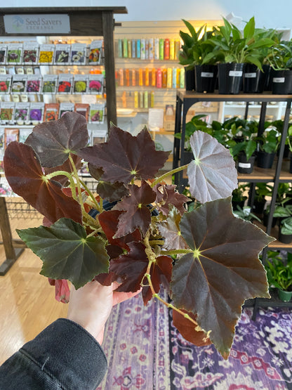 Begonia robusta 'Survivor' - 4.5" Pot