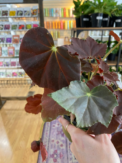 Begonia robusta 'Survivor' - 4.5" Pot