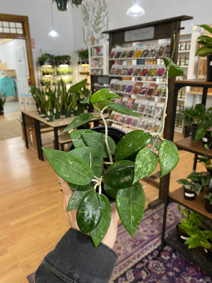 Hoya parasitica 'Black Margin' - 3" Pot