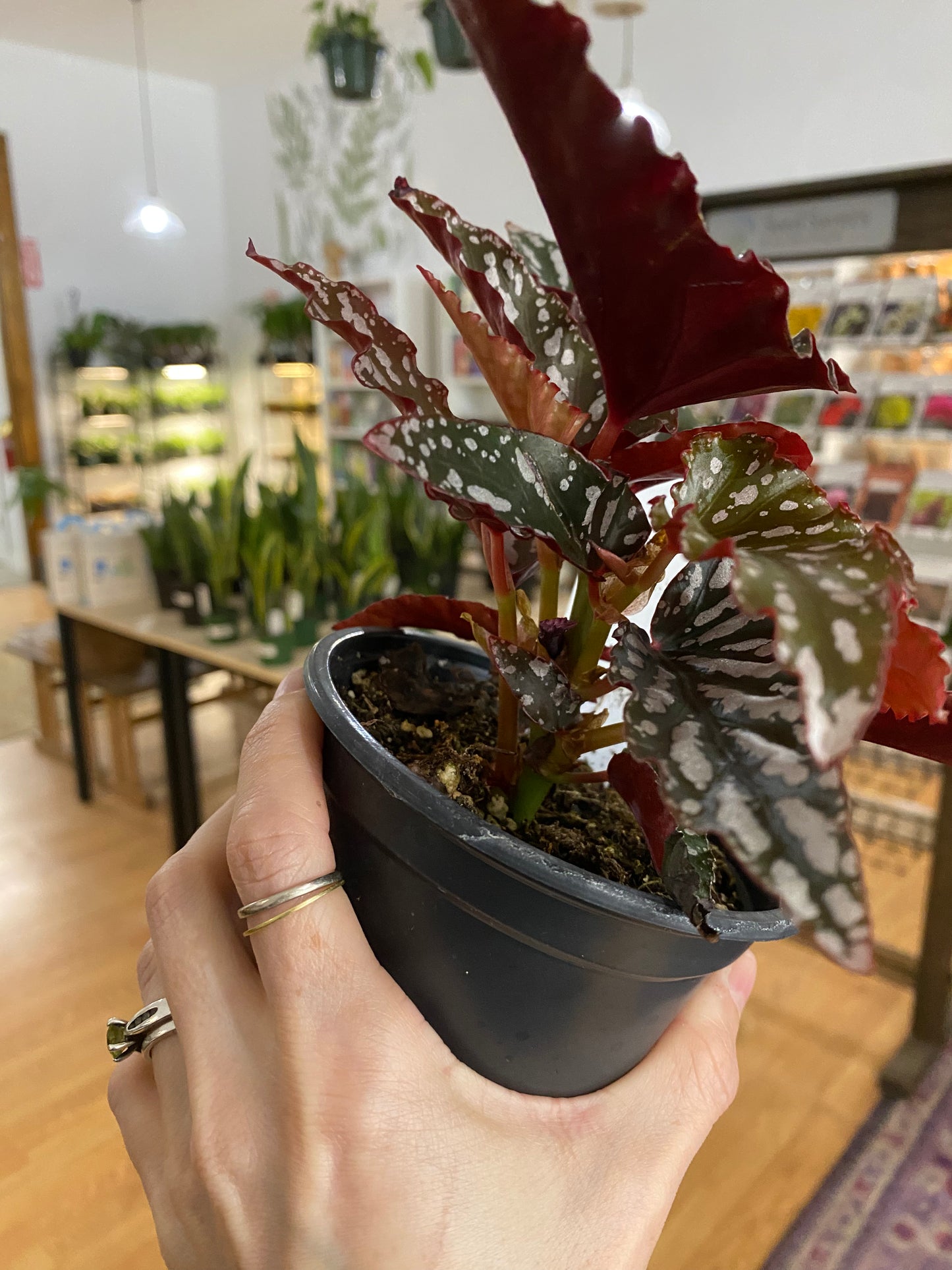 Begonia 'Spotlight Dark' - 4.5" Pot