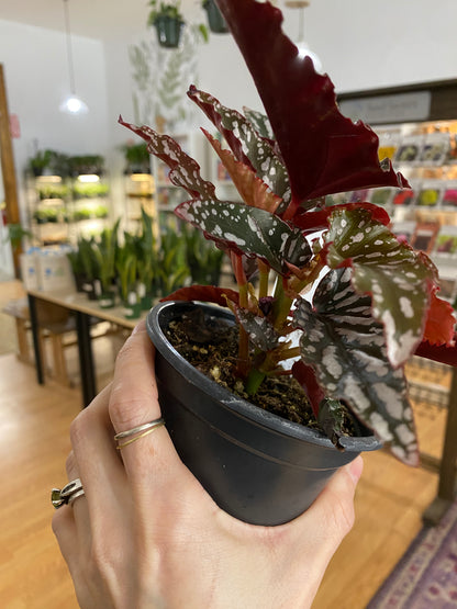 Begonia 'Spotlight Dark' - 4.5" Pot