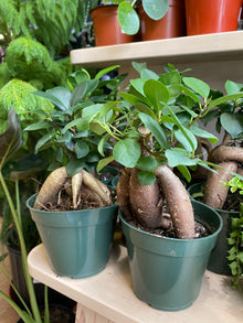 Ficus Retusa ‘Microcarpa Ginseng’