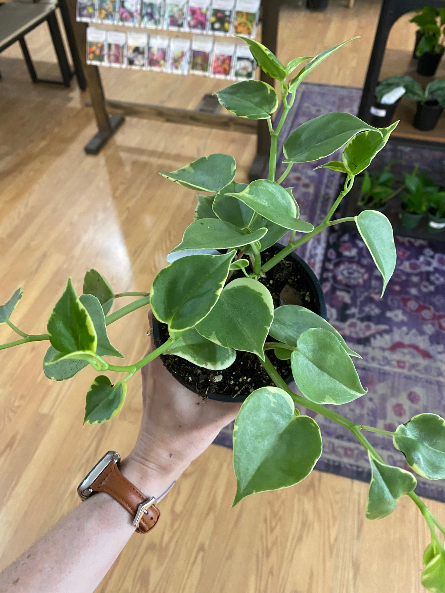 Peperomia scandens ‘Cupid Peperomia’