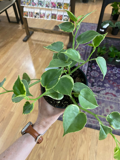 Peperomia scandens ‘Cupid Peperomia’