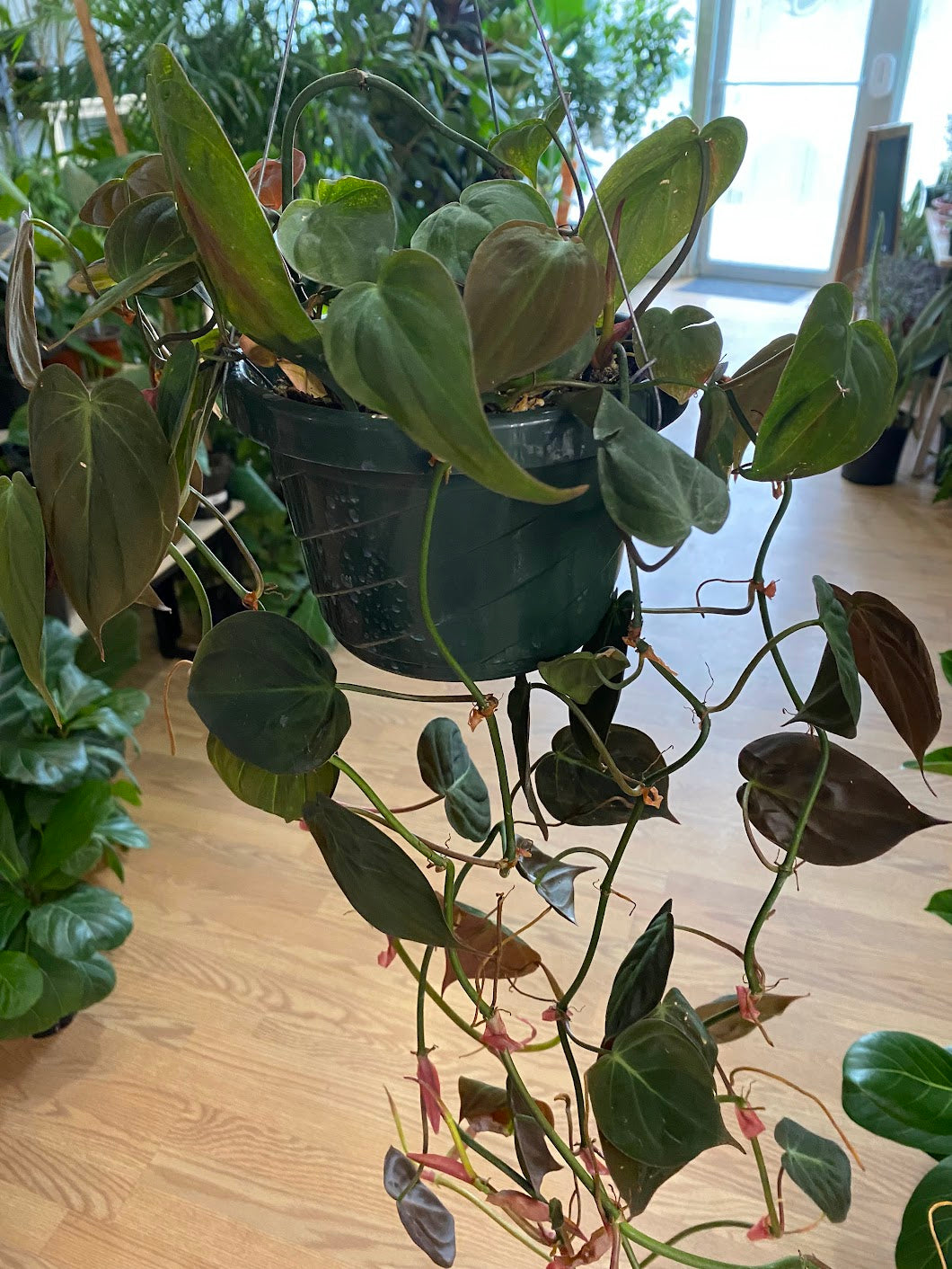 philodendron micans climbing Philodendron 'Micans' 4in Stake