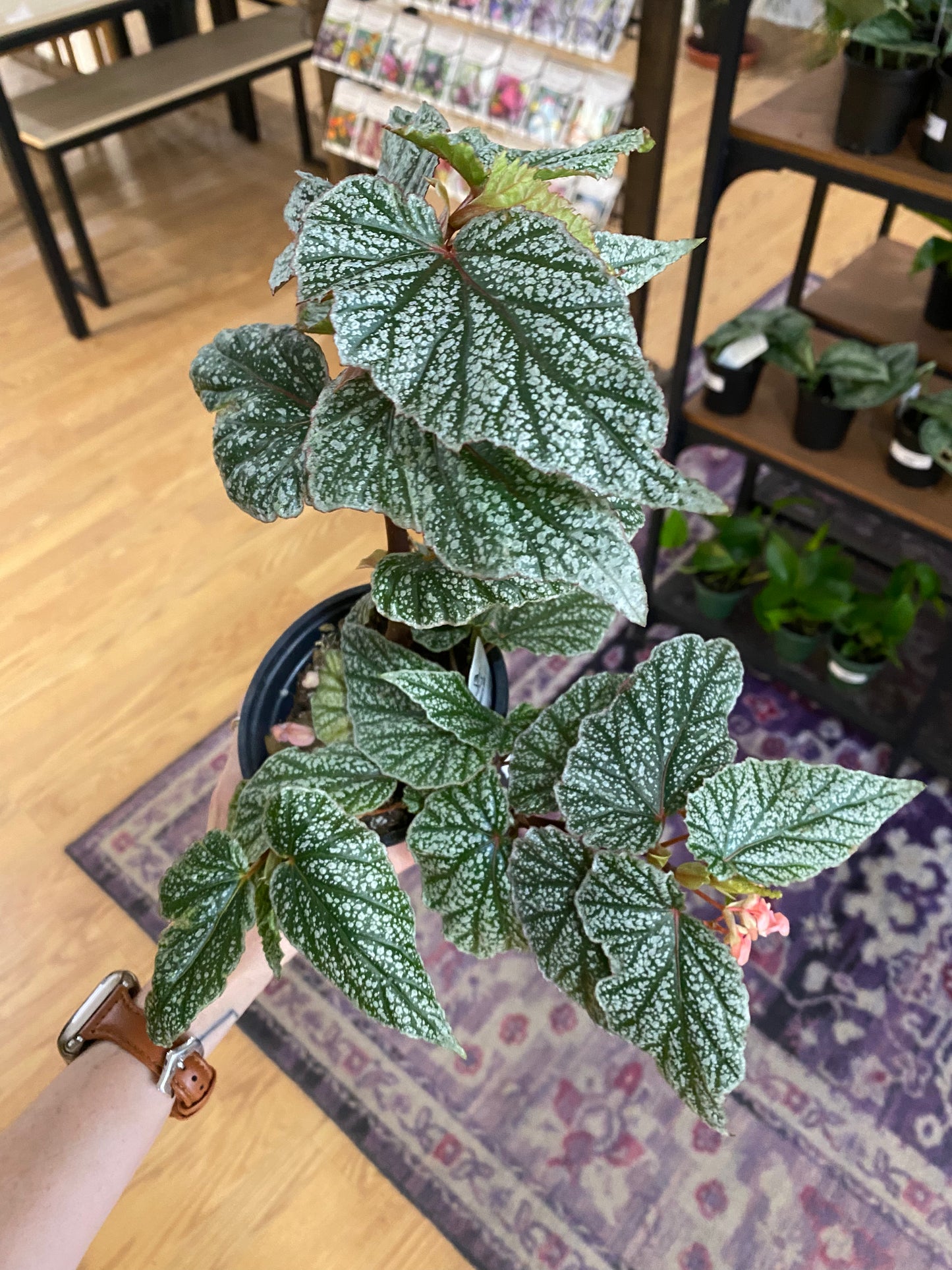 Begonia ‘Snow Capped’ - 4.5" Pot