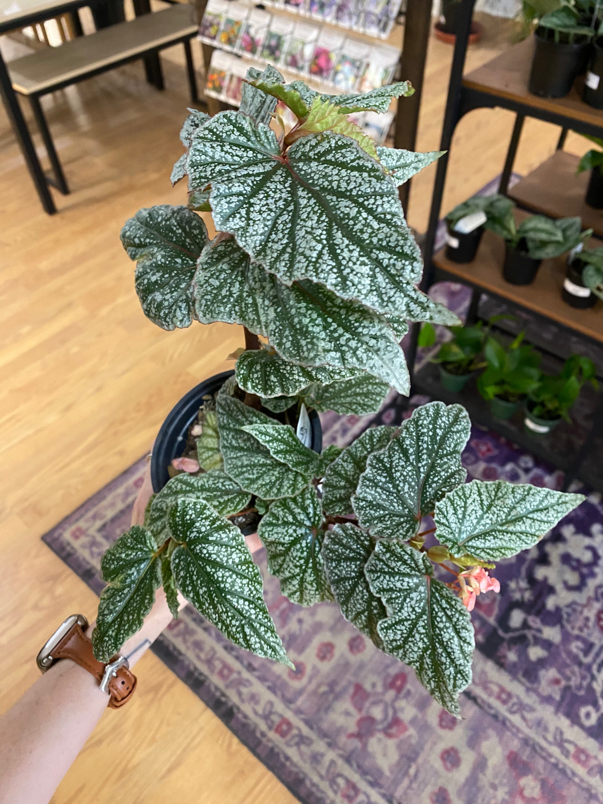 Begonia 'Snow Capped' - 4.5