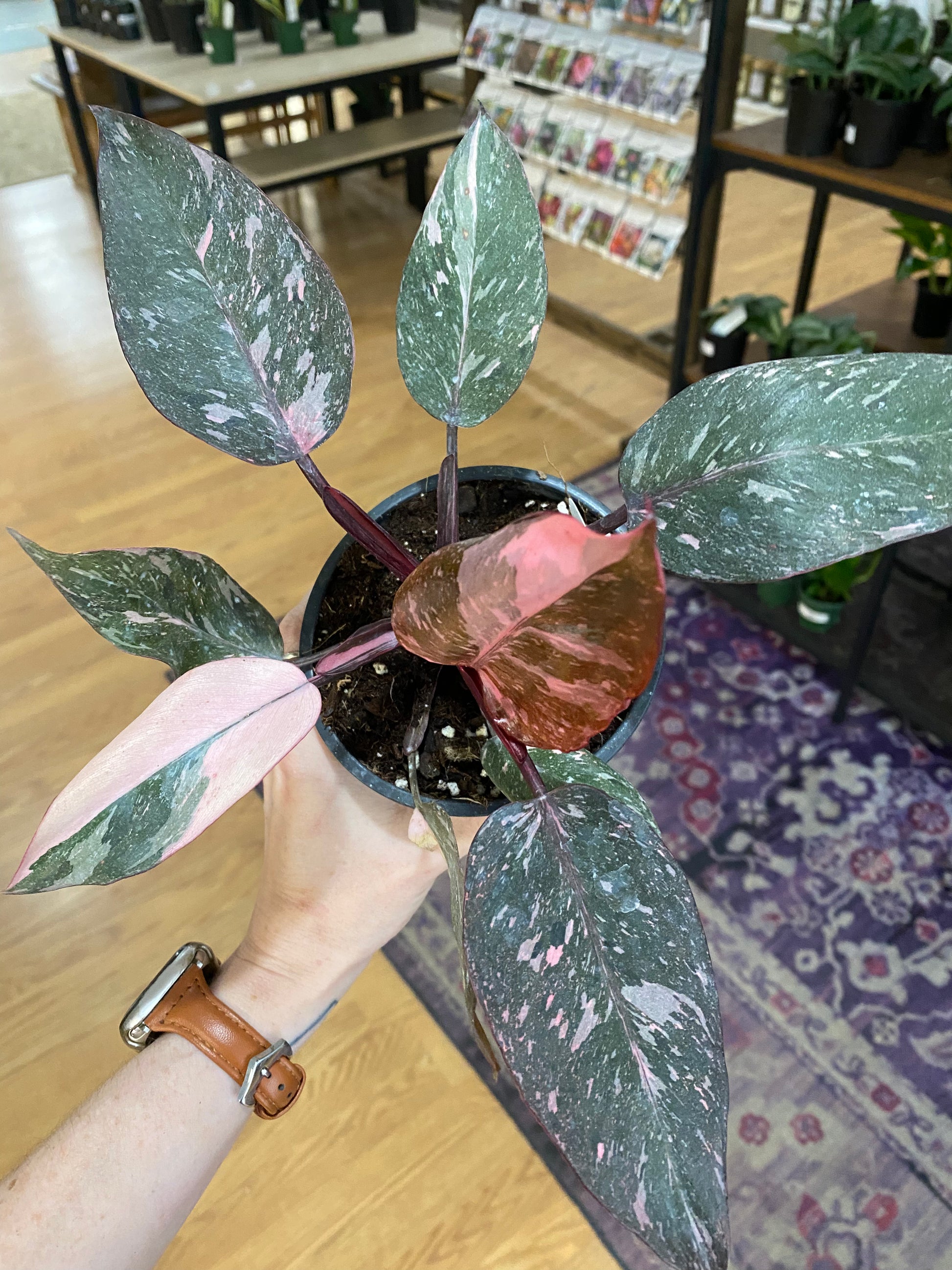 philodendron anderson vs pink princess Philodendron 'Pink Princess'