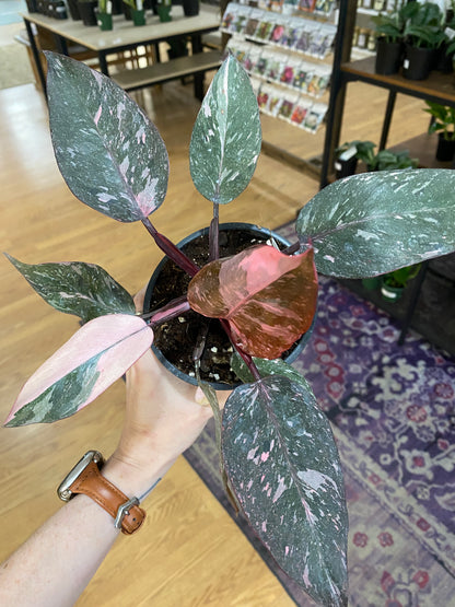 Philodendron 'Pink Princess'