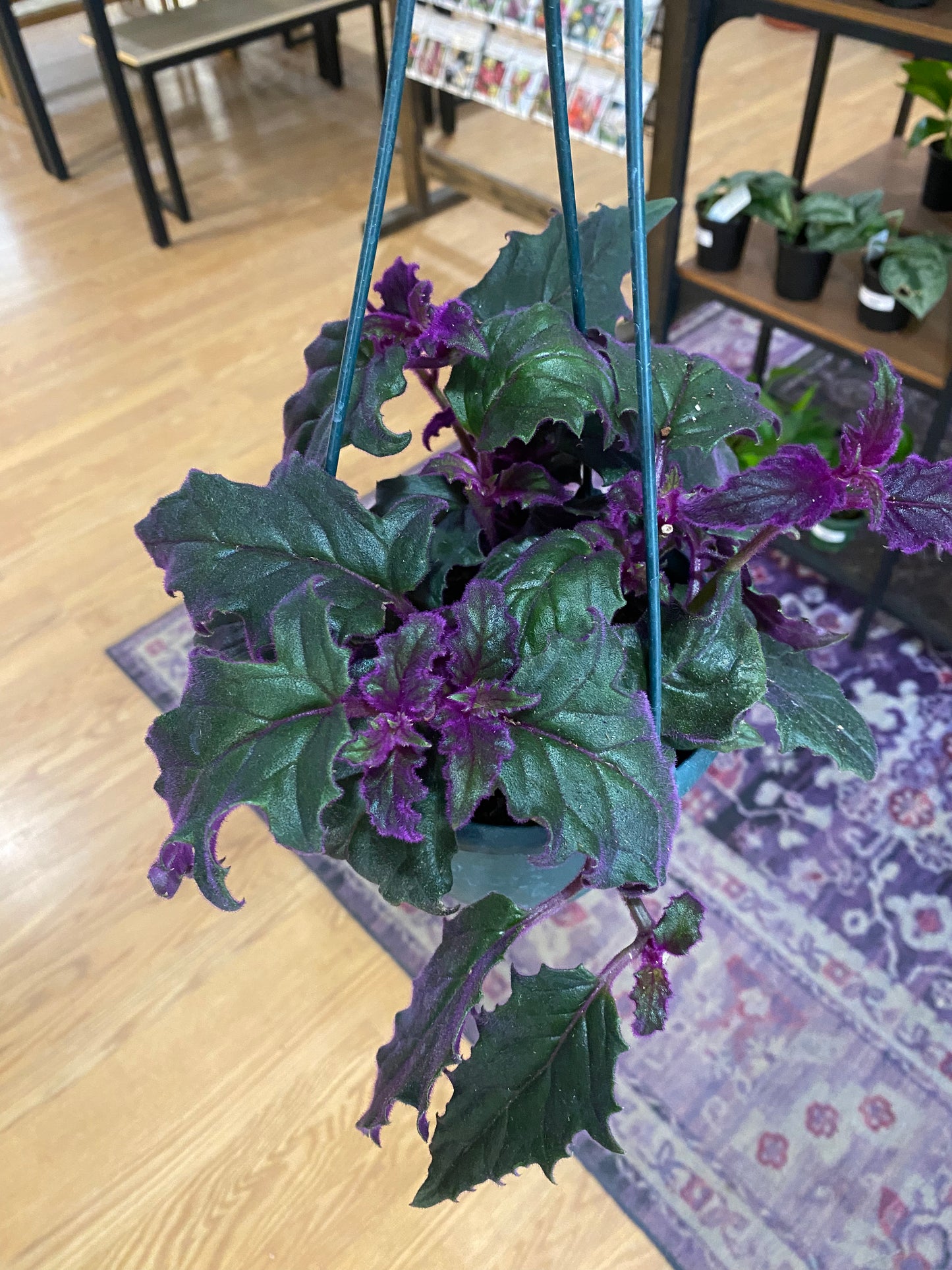Gynura Aurantiaca 'Purple Passion'