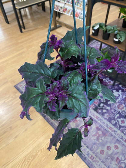 Gynura Aurantiaca 'Purple Passion'