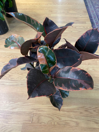 Ficus elastica 'Ruby'