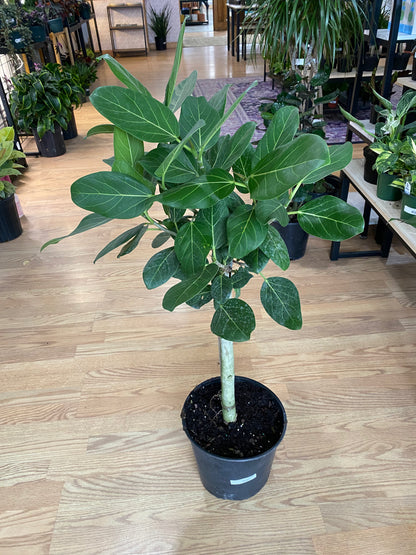 Ficus benghalensis ‘Ficus Audrey’