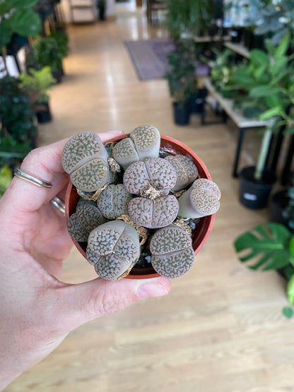 Lithops ‘Living Stones’ - 2.5" Pot