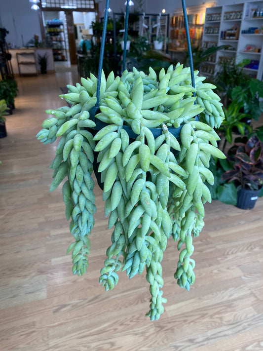 Sedum 'Burro's Tail'