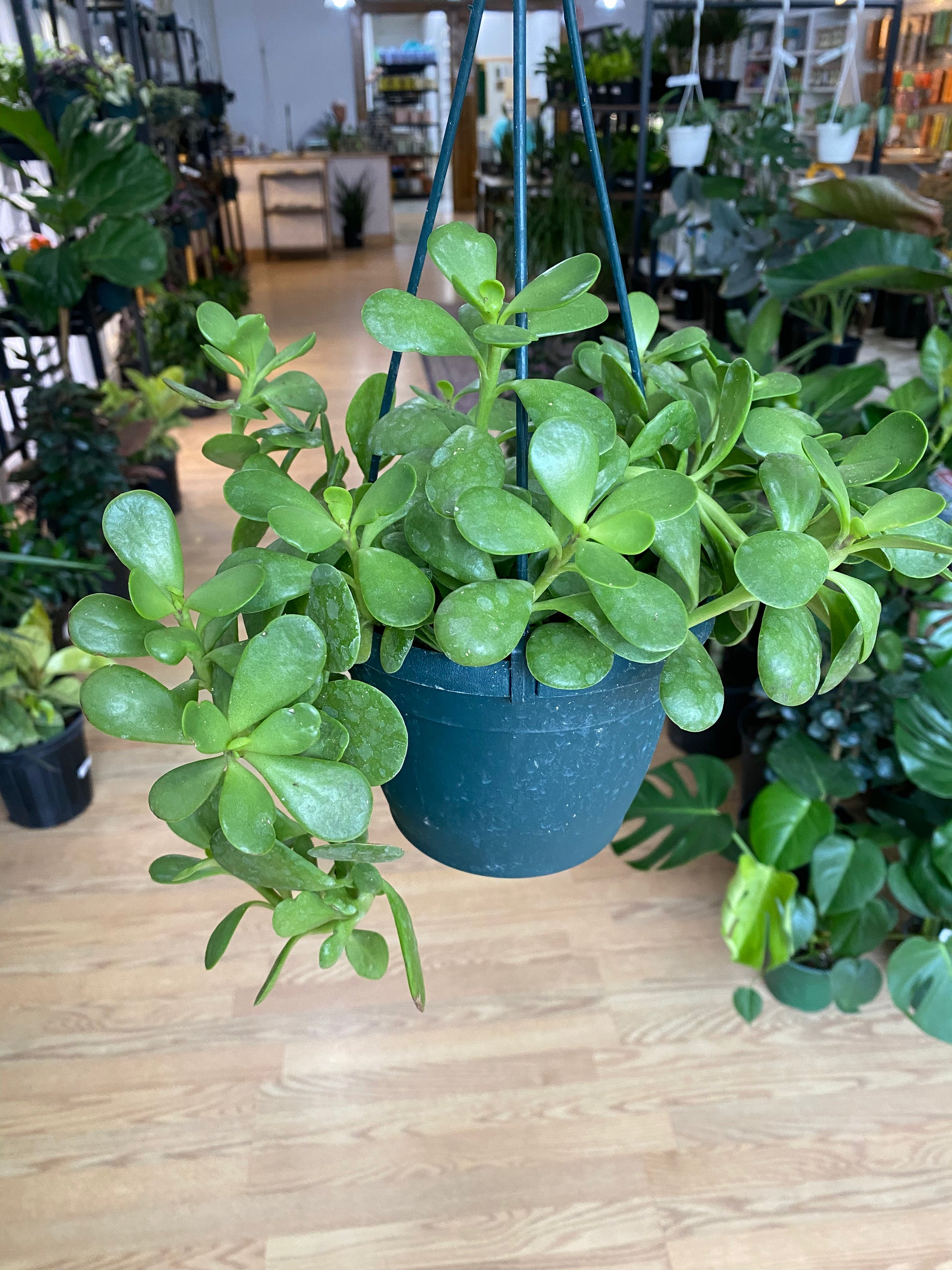 Senecio jacobsenii 'Trailing Jade' - 6