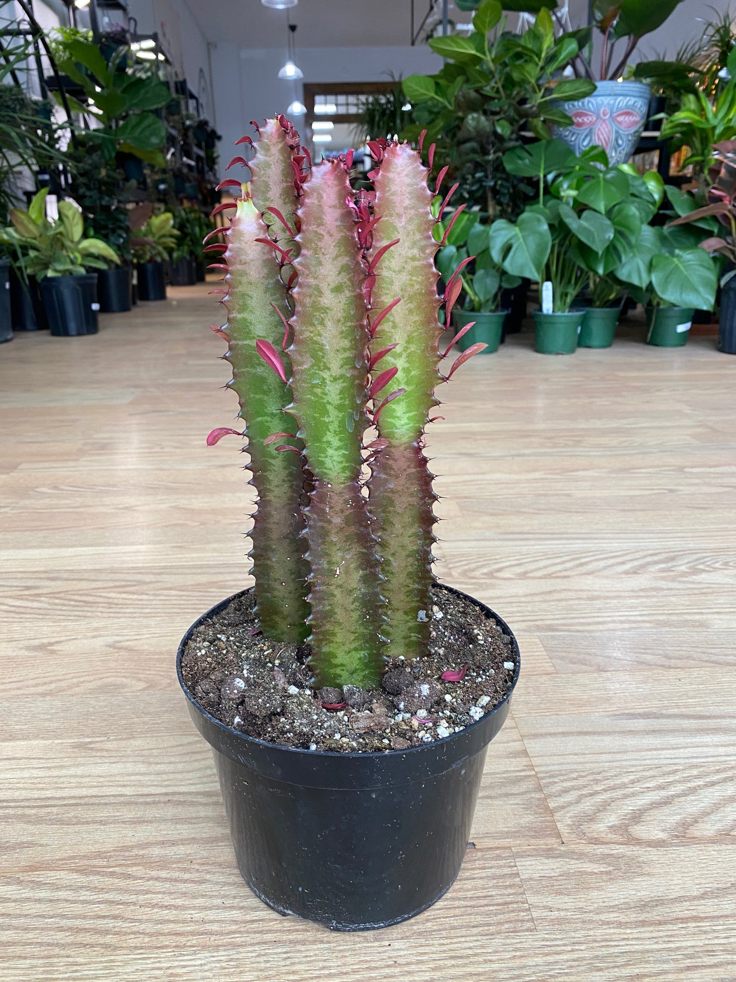 Euphorbia Trigona Rubrum 'Red African Milk Tree' - 8" Pot