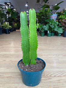 Euphorbia trigona 'Green African Milk Tree' - 8" Pot