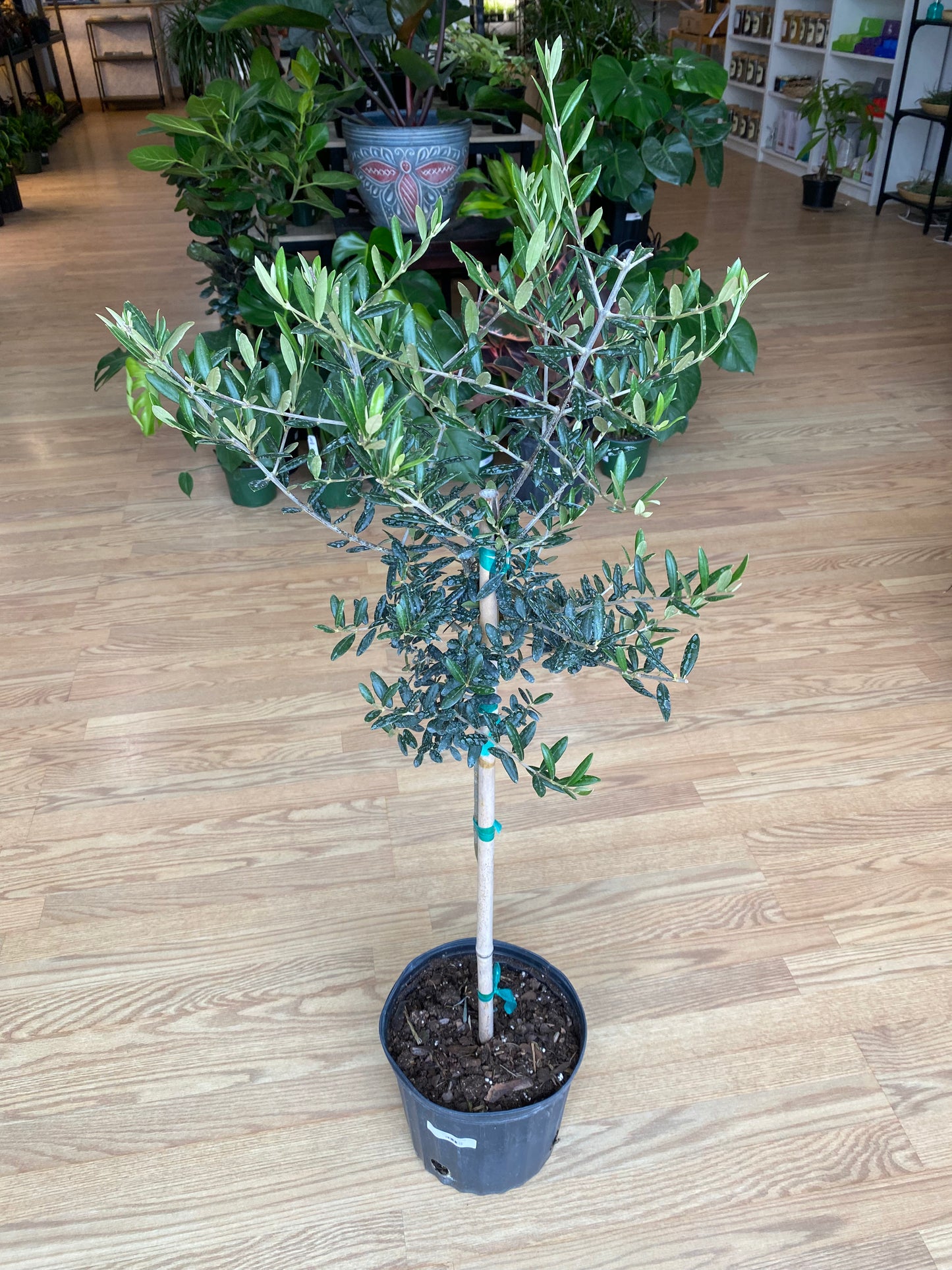 Olea europaea 'Olive Tree' - 10" Pot