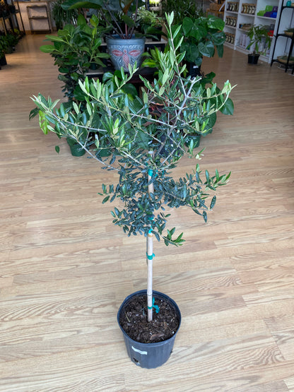 Olea europaea 'Olive Tree' - 10" Pot
