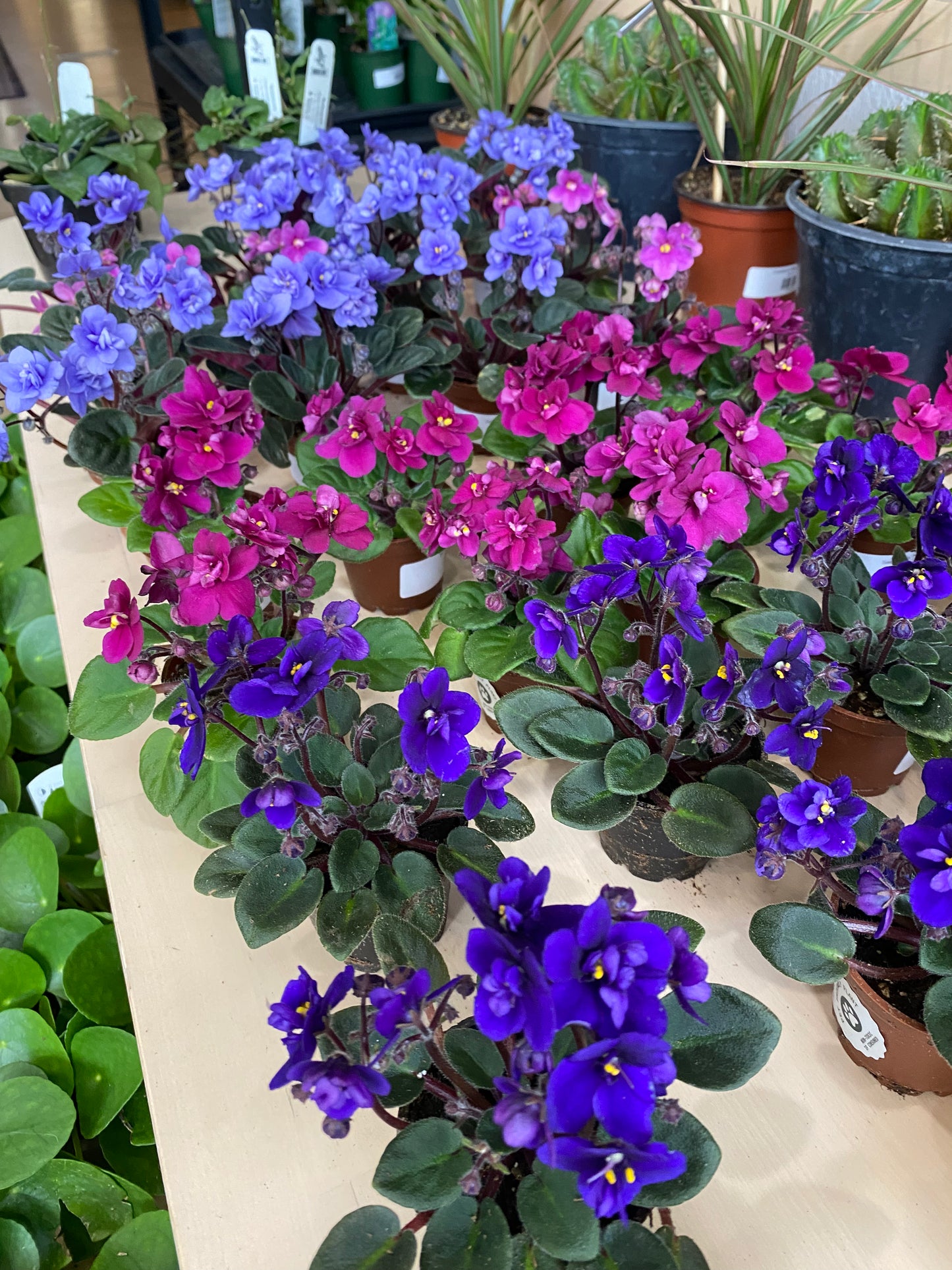 Saintpaulia ‘African Violets’