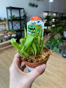 Sarracenia 'Carnivorus Trumpet' - 3" Pot