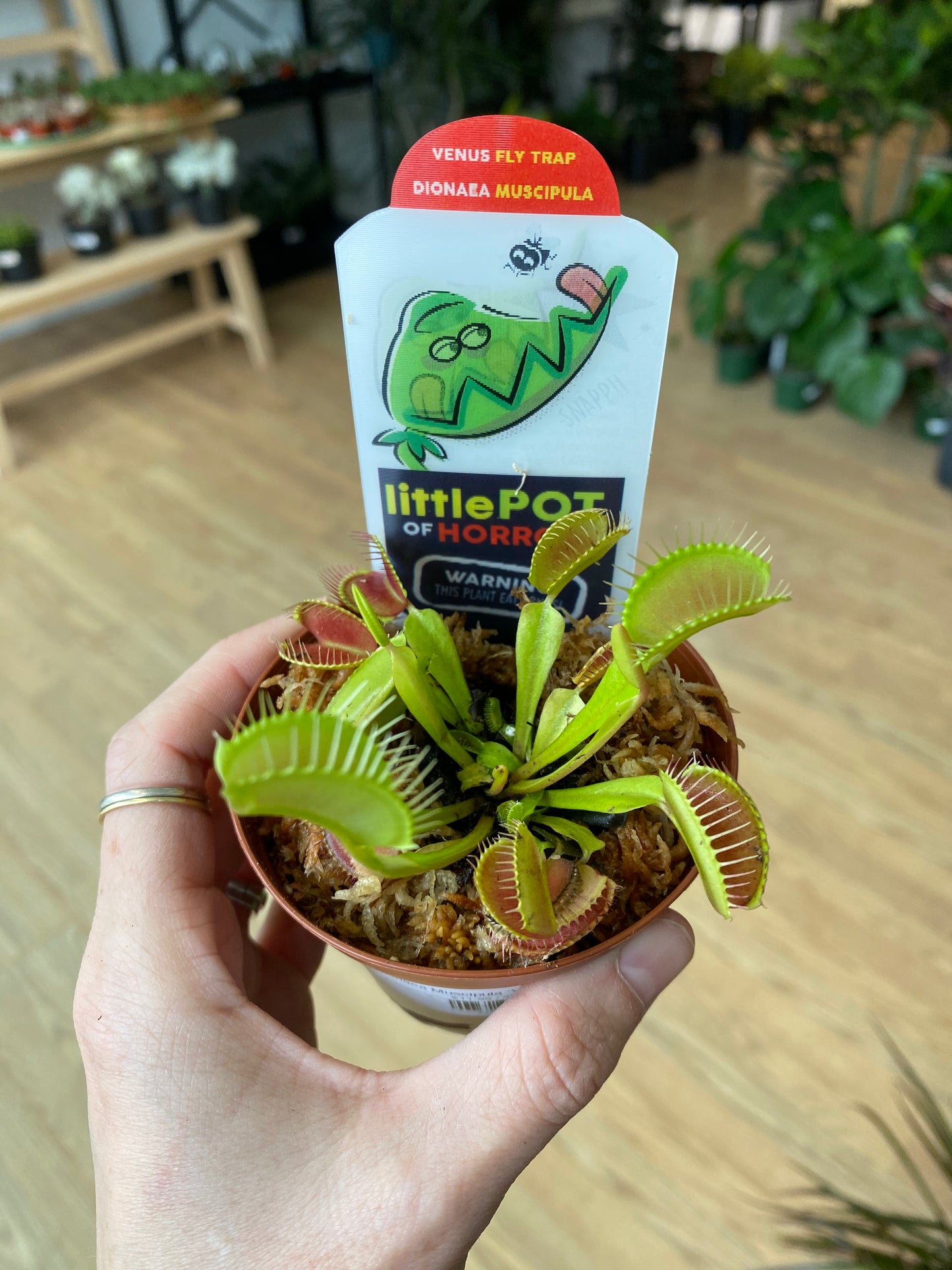 Dionaea Muscipula ‘Venus Fly Trap’