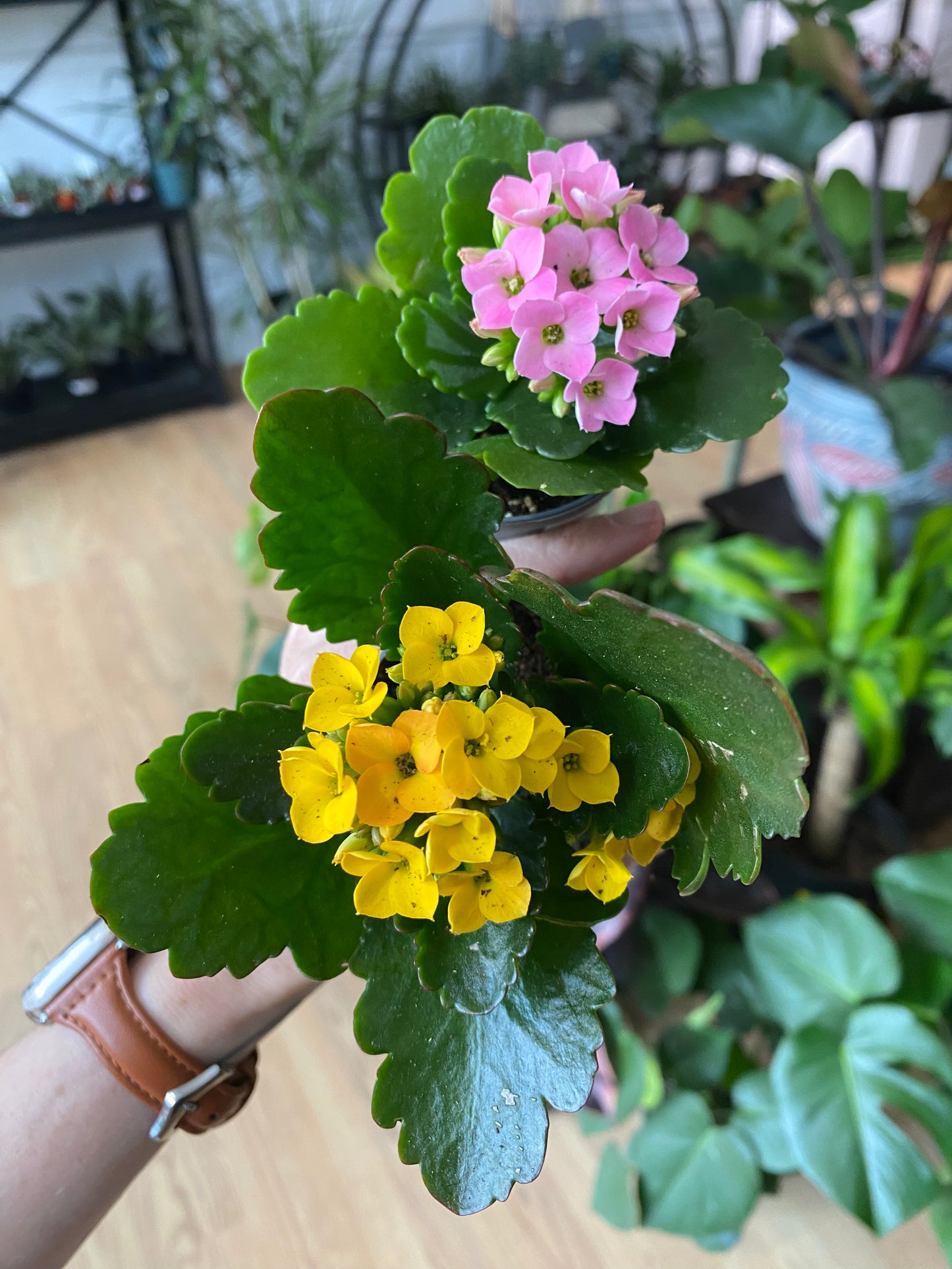 Kalanchoe 'Flowering Succulent'