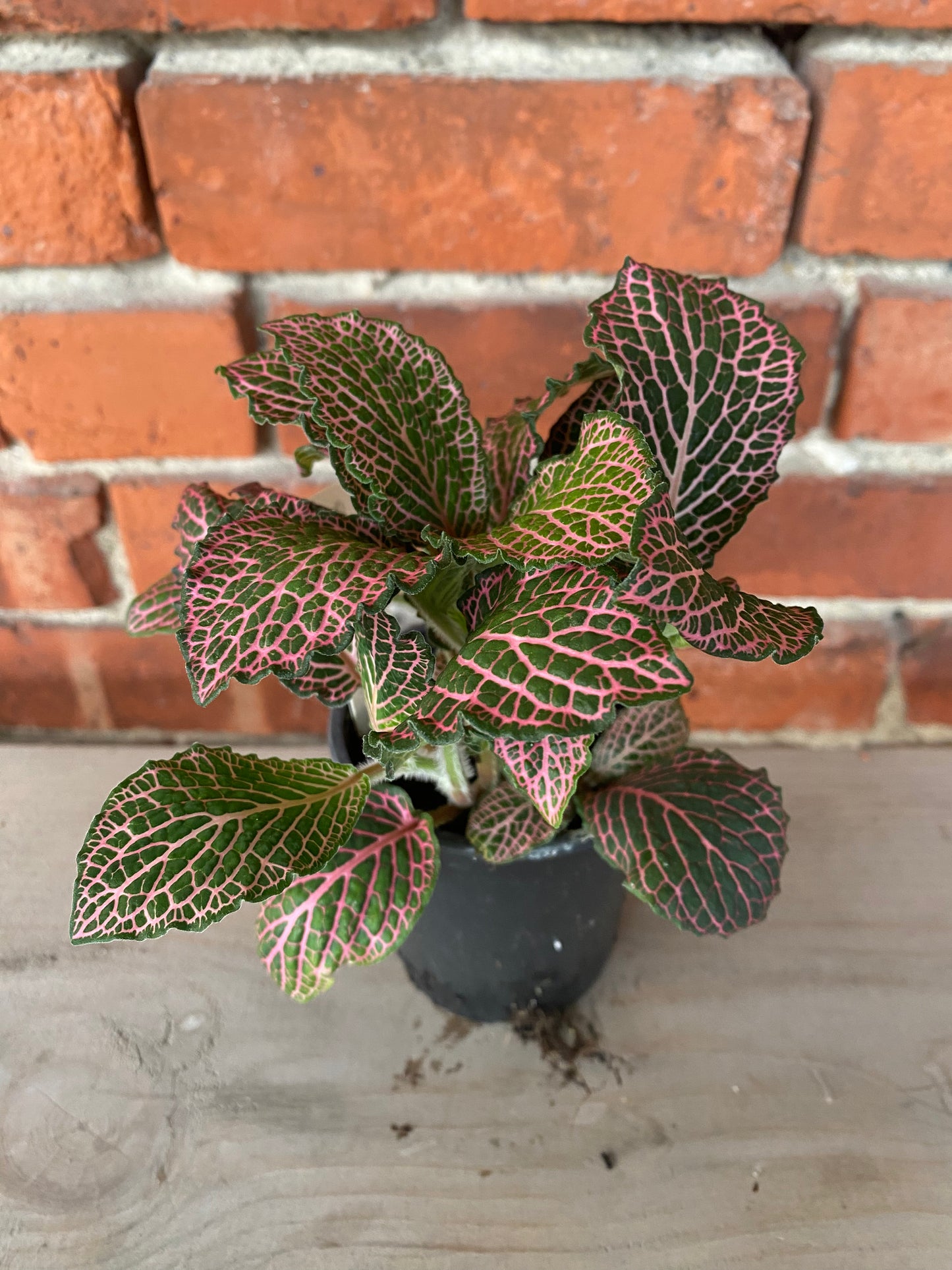 Fittonia ‘Pink Nerve Plant’ - 3" Pot