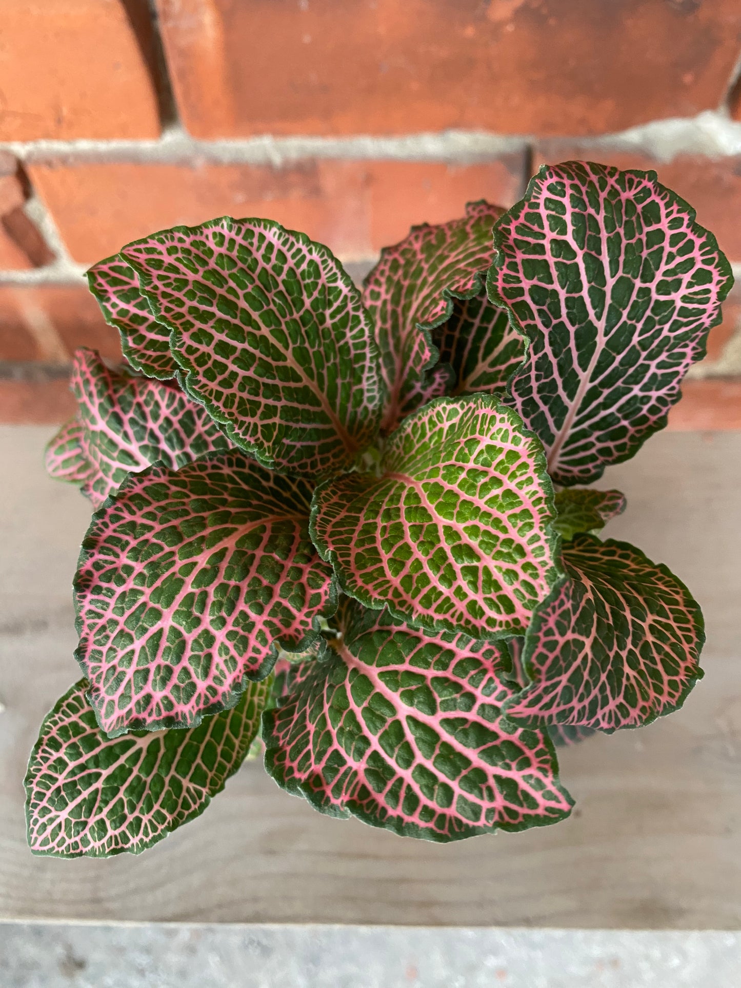 Fittonia ‘Pink Nerve Plant’ - 3" Pot