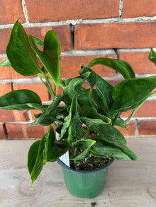 Epipremnum 'Shangri-la'