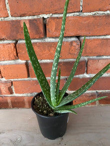Aloe barbadensis miller 'Aloe Vera'