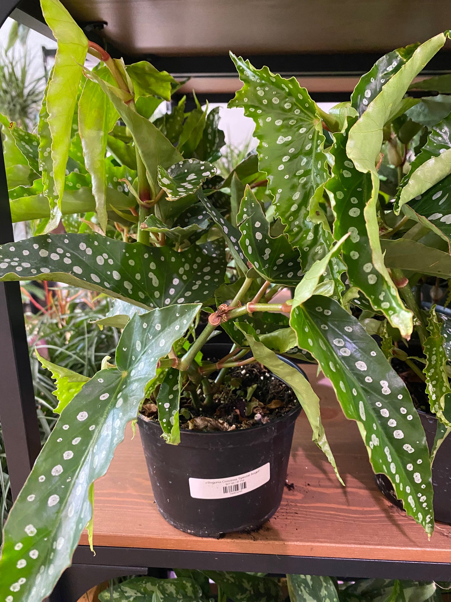 Begonia maculata 'Polka dot Begonia'