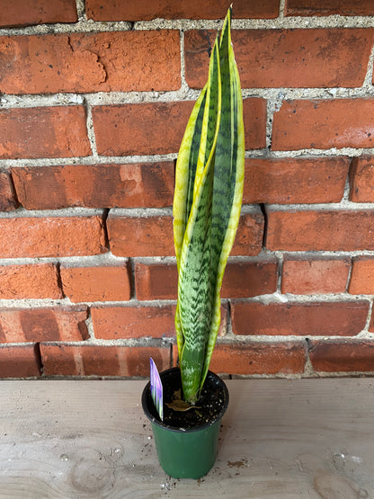 Sansevieria laurentii 'Snake Plant'