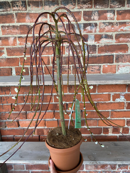 Salix caprea 'Pussy Willow' - 6" Pot