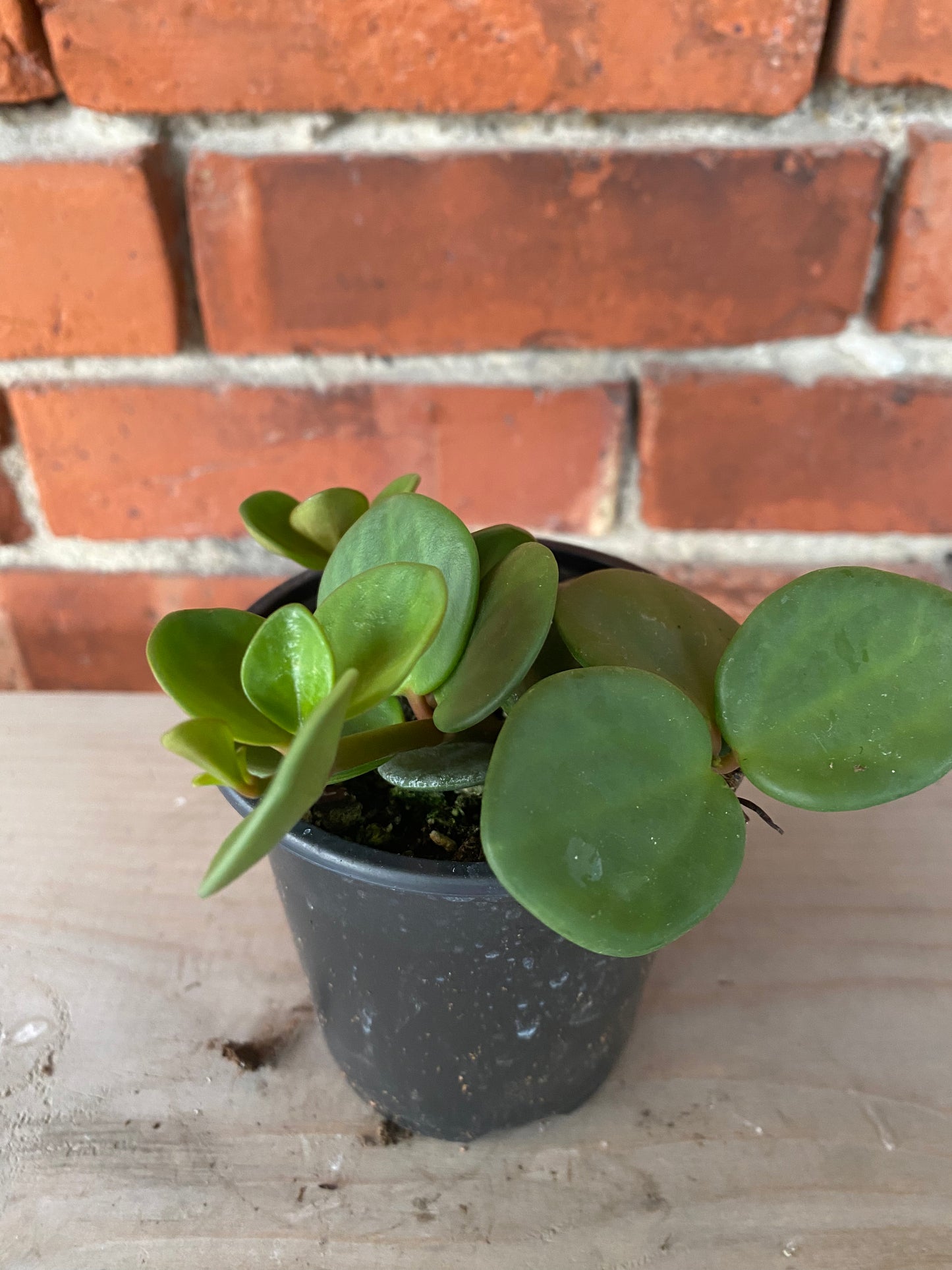Peperomia 'Hope' - 3" Pot