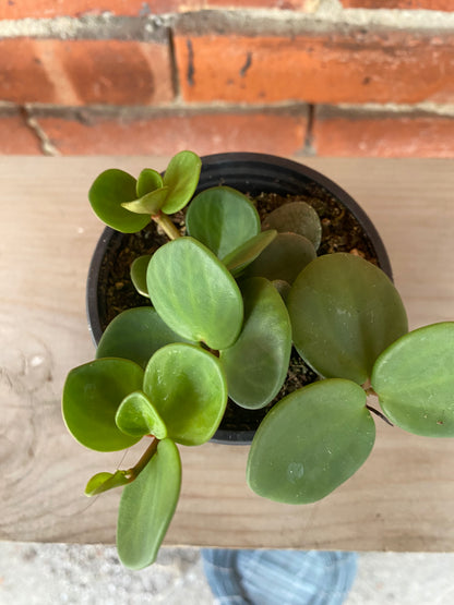 Peperomia 'Hope' - 3" Pot