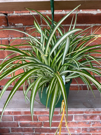 Chlorophytum Comosum 'Spider Plant'